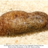 scolitantides orion pupa rost